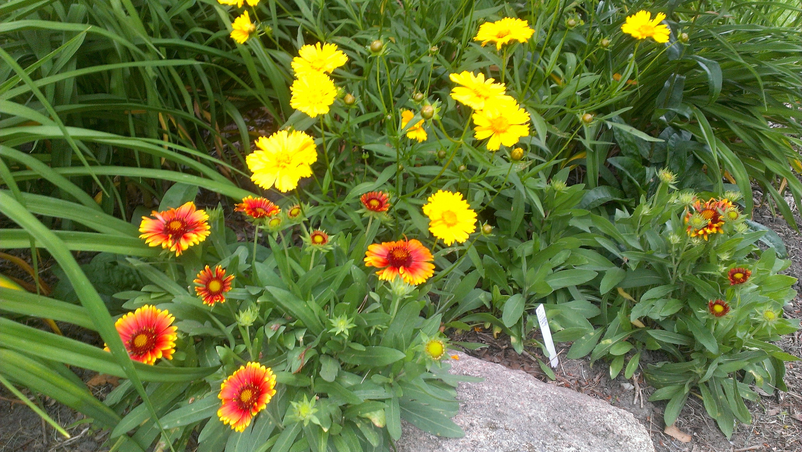 Coreopsis and Gallardia in flower